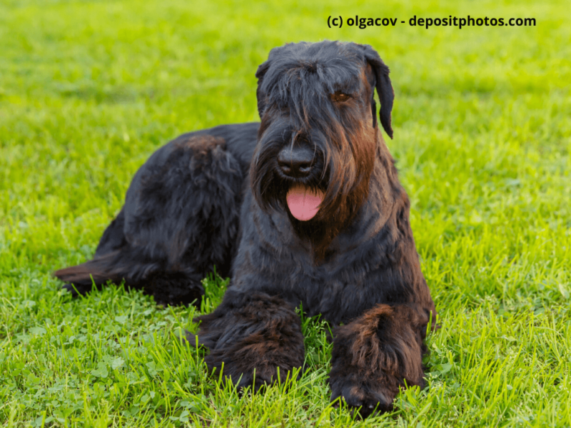 Riesenschnauzer-Black-Giant-liegt-im-Gras-und-hängt-Zunge-raus