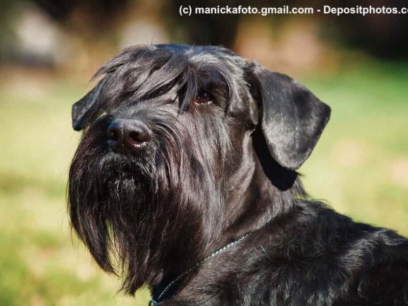 Riesenschnauzer Portrait