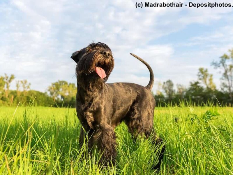 Riesenschnauzer auf einer Wiese