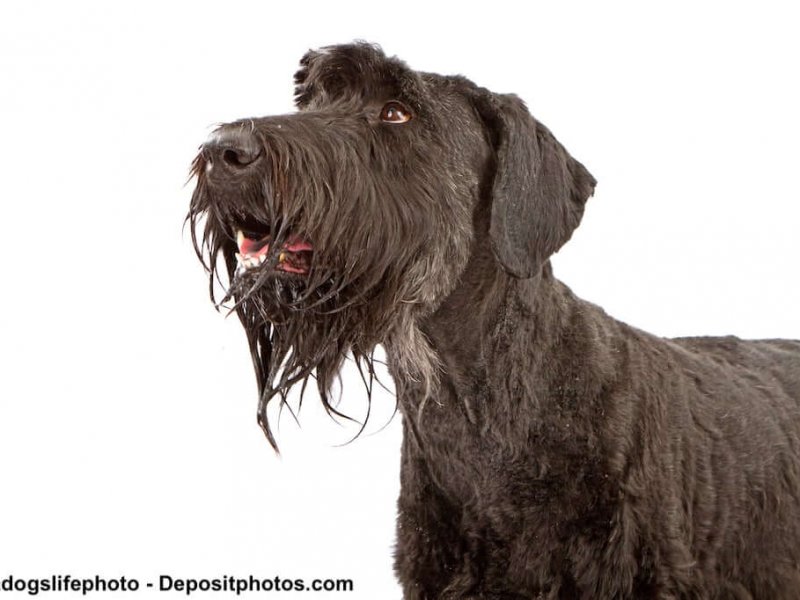Freundlicher Riesenschnauzer