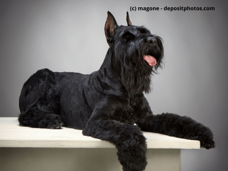 Riesenschnauzer-im-Fotostudio-liegt-auf-Tisch