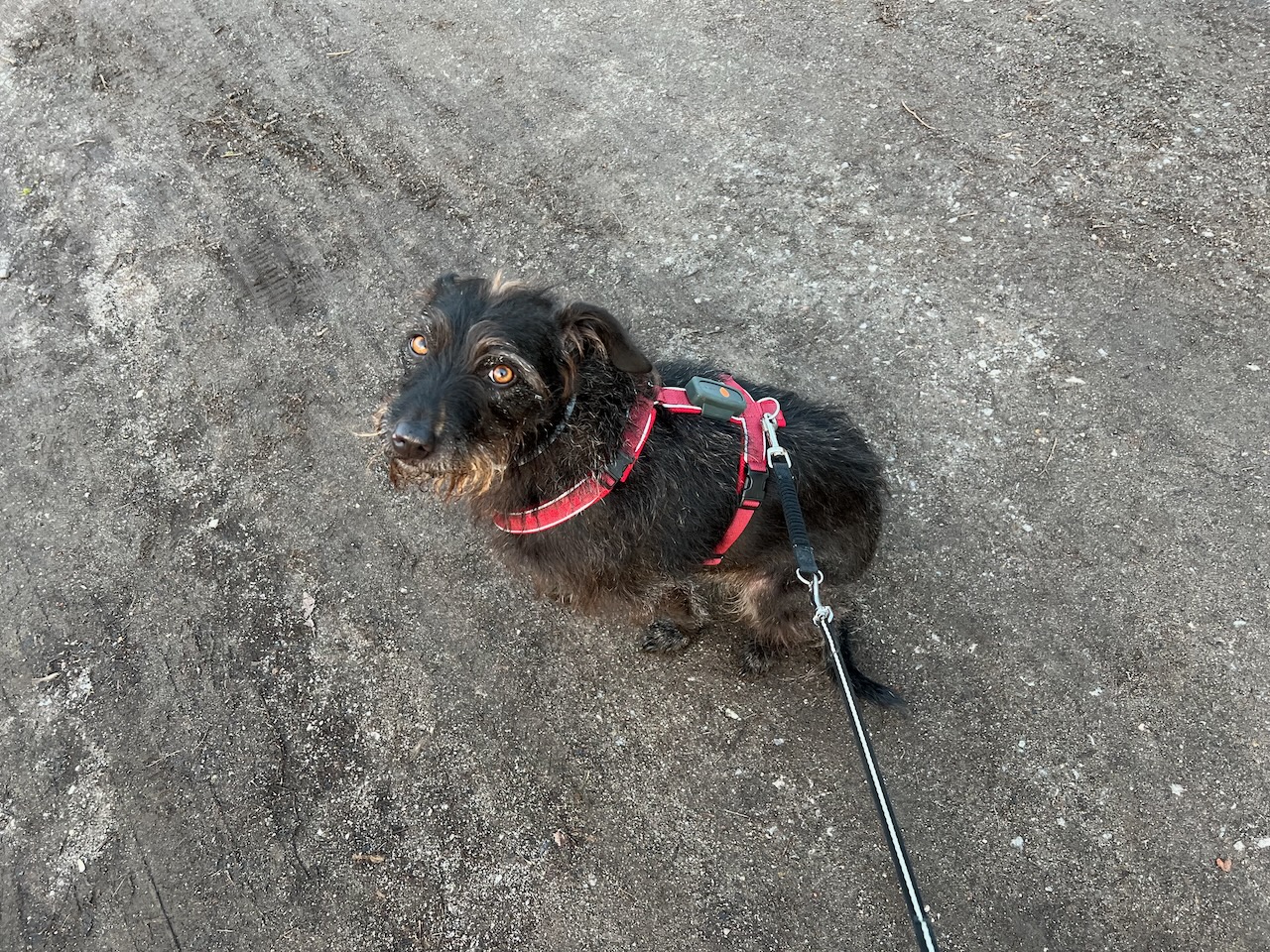Rückdämpfer von Trixie im Test