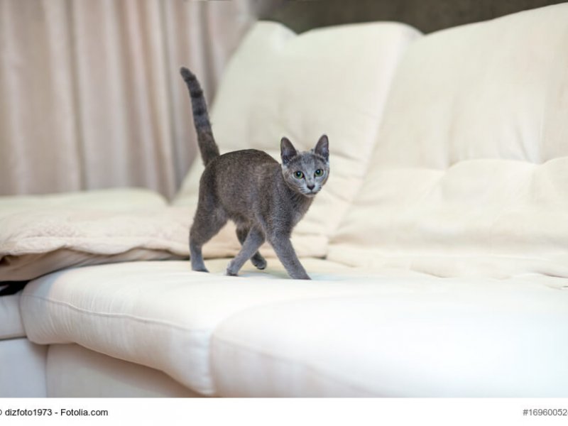 Junge, zierliche Russisch Blau Katze auf hellem Sofa