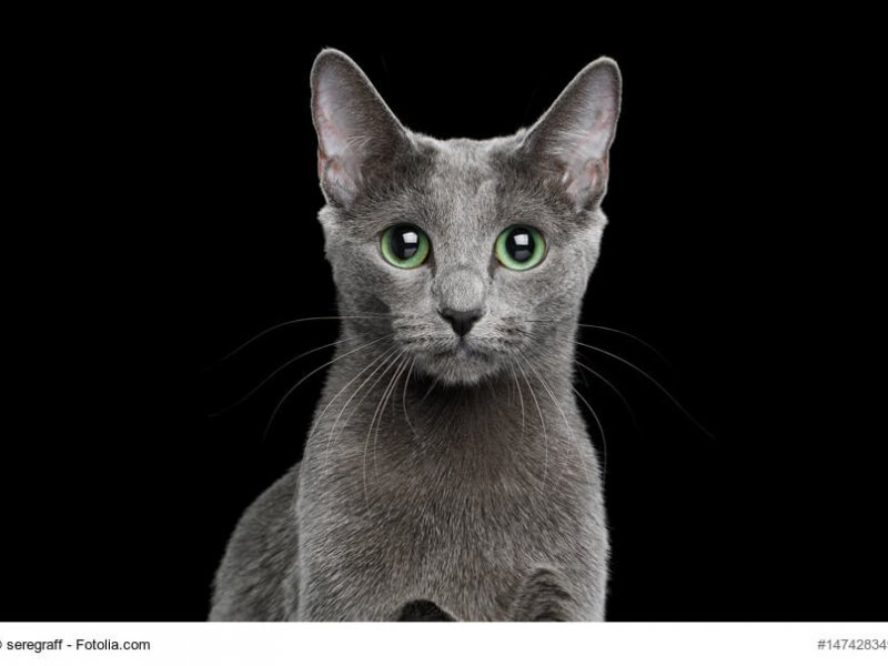 Russisch Blau Katze, grüne Augen