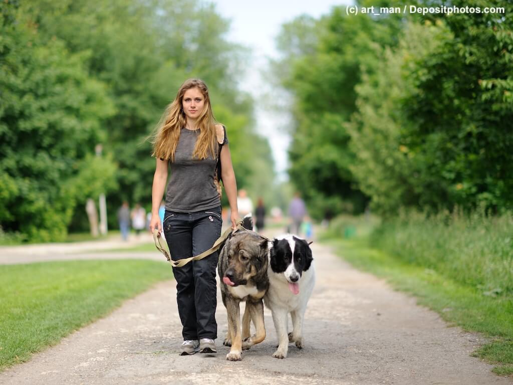 Junge Frau geht mit zwei großen Hunden an der Leine neben sich auf einem Weg in einem Park spazieren