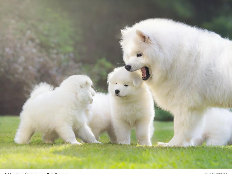 Female Samoyed dog with puppies.
