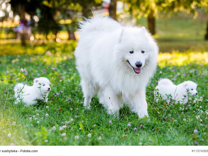 Samoyed puppy and parents