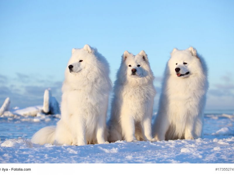 White fluffy dog,Samoyed sits on the snow