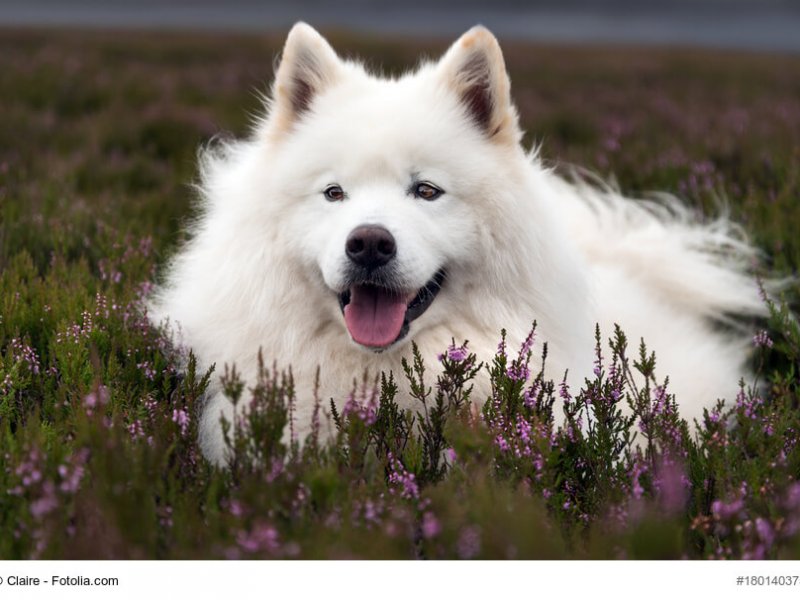 Samoyed