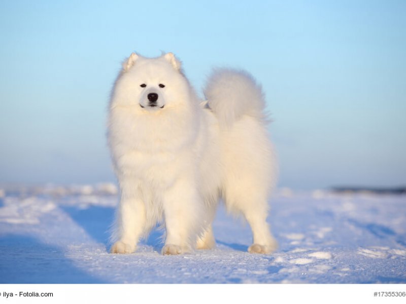 White dog samoyed on the winter beach in the snow