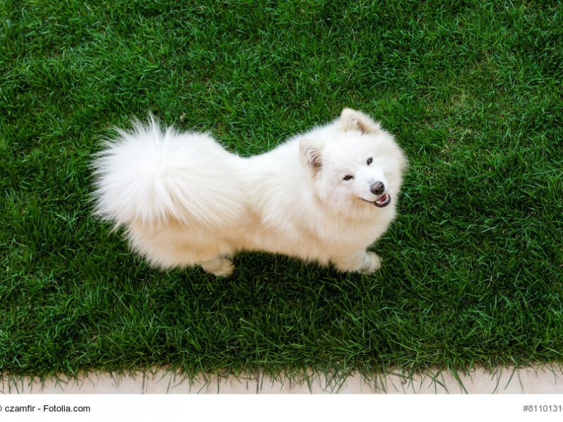Samoyed dog in the garden