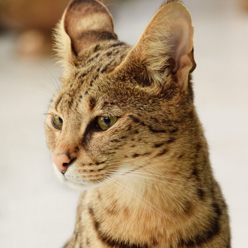 F1 Savannah Katze Portrait