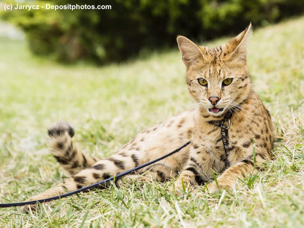 Eine Savannah Katze an der Leine im Gras liegend