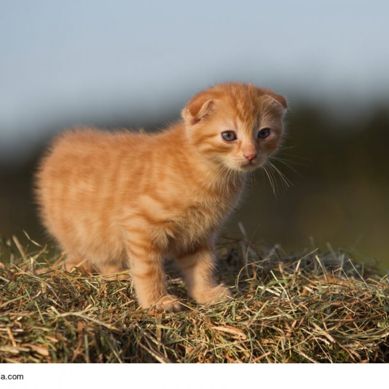 Schottische Faltohrkatze Kitte in rot/braun