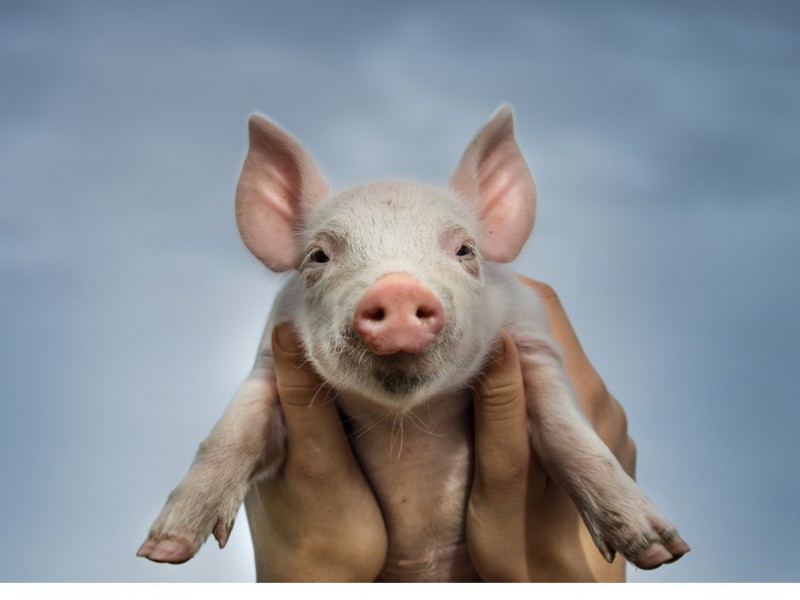 Das sprechende Schweinchen Babe wurde ein Filmstar