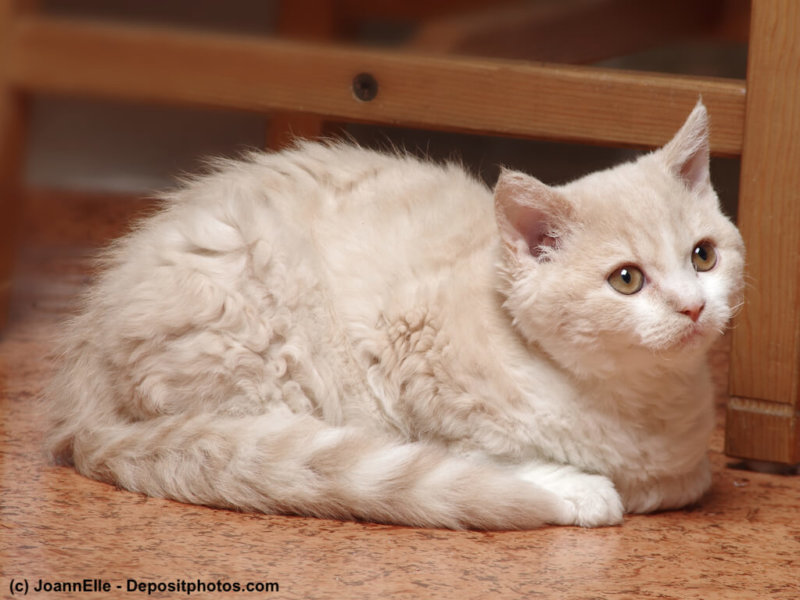 selkirk rex kitten