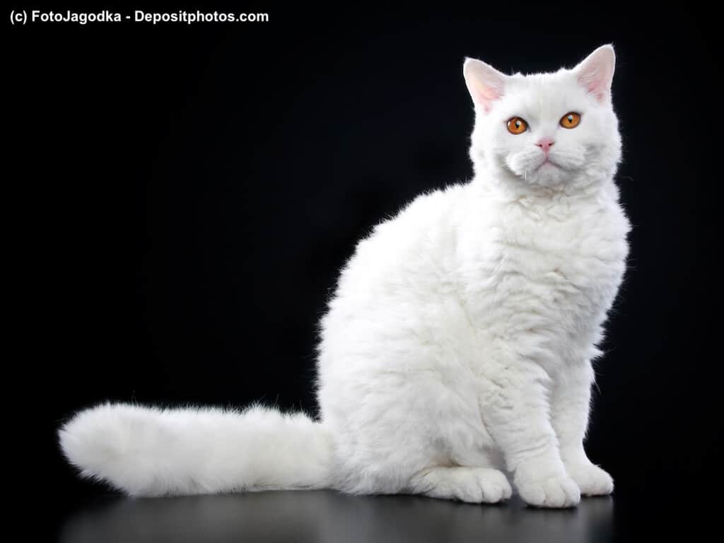 Weiße Selkirk Rex auf schwarzem Hintergrund Steckbrief