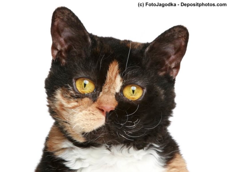 Selkirk rex breed cat. Close-up portrait