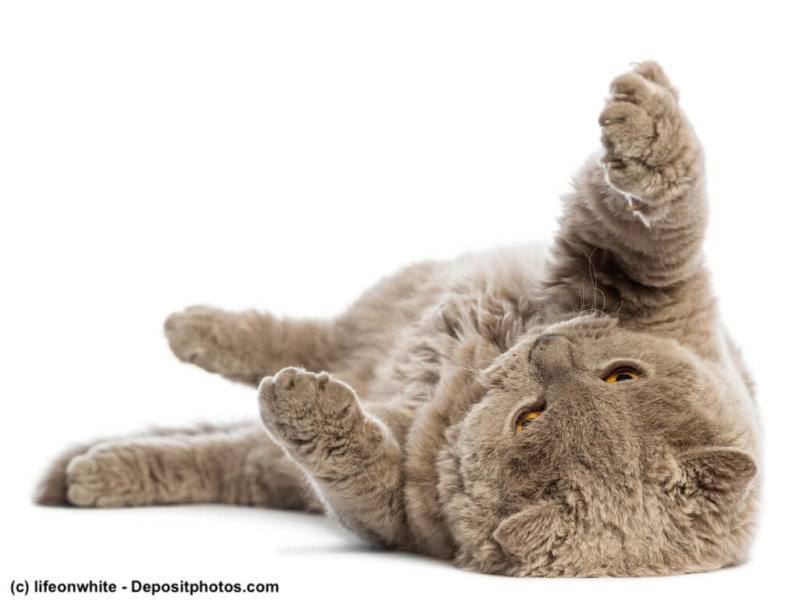 Selkirk Rex lying on its back against white background