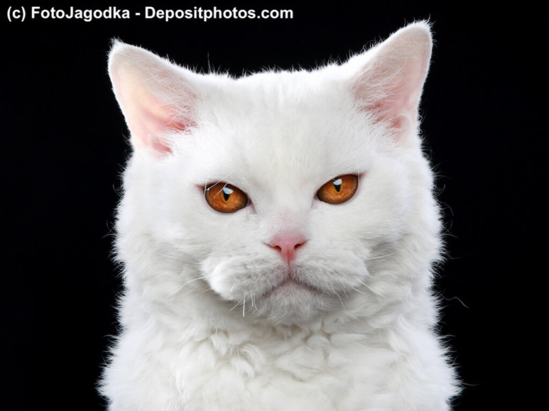 White Selkirk rex cat