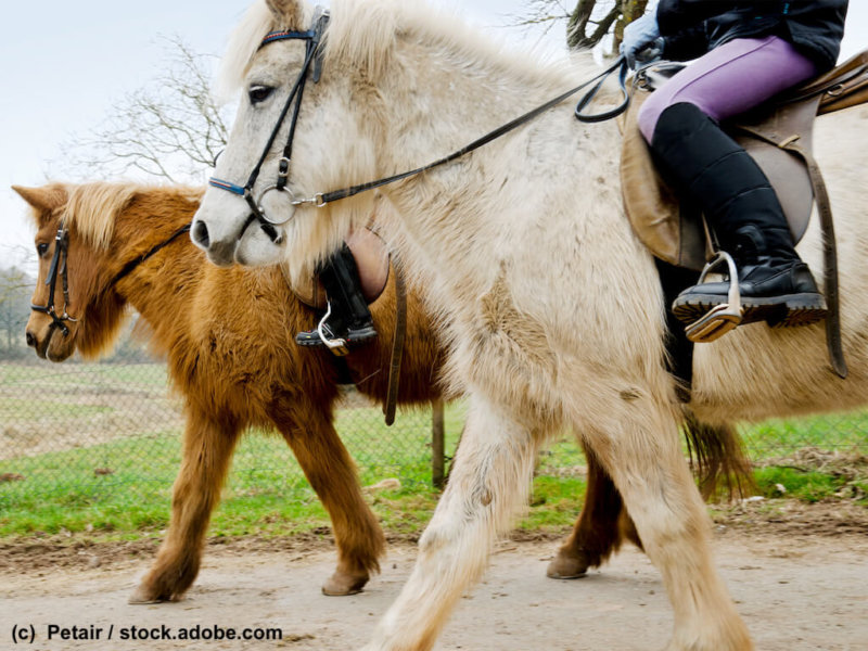 Shetlandponys beim Ausritt