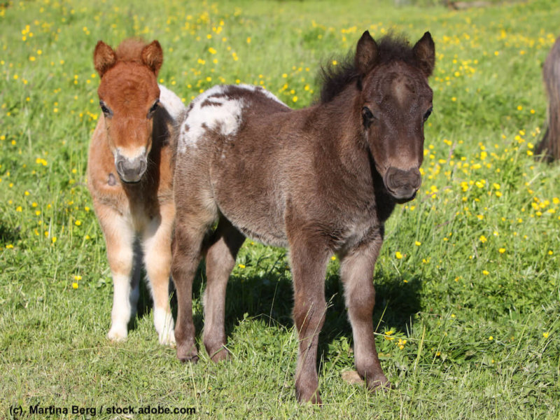 Shetlandpony