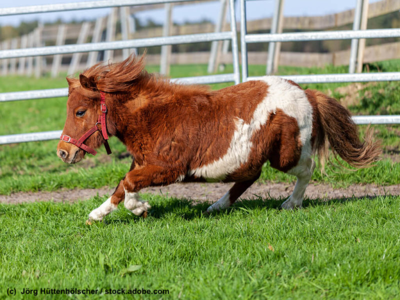 A running Shetlandpony on a green meadow