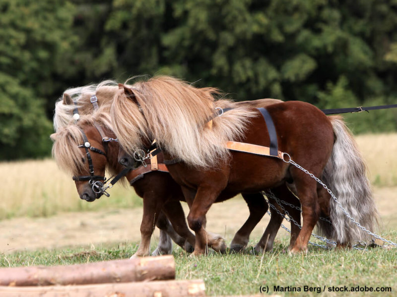 Shetlandponies-Gespann