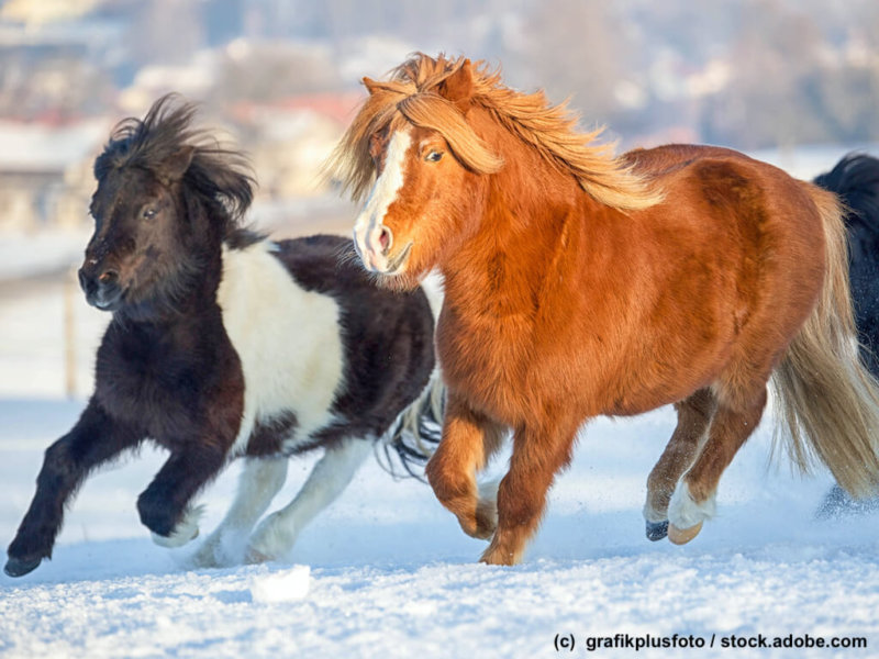 Pony Herde galoppiert im Schnee