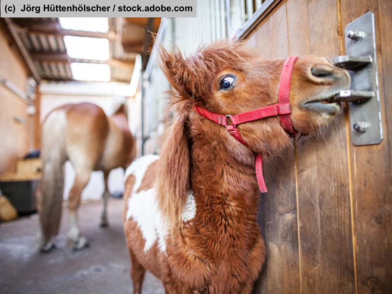 Portrait of a Shetlandpony in a stable