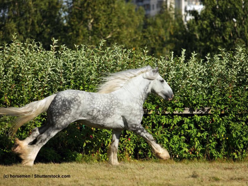 Shire-Horse-Apfelschimmel-galoppierend