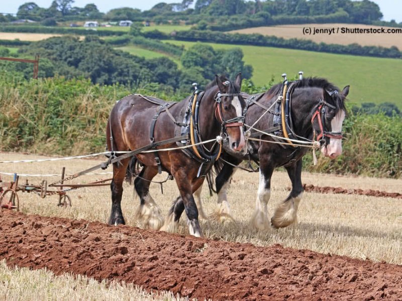 Shire-Horse-Feldarbeit