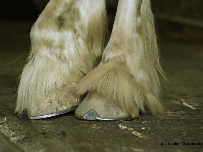 Shire-Horse-Hufe-Behang