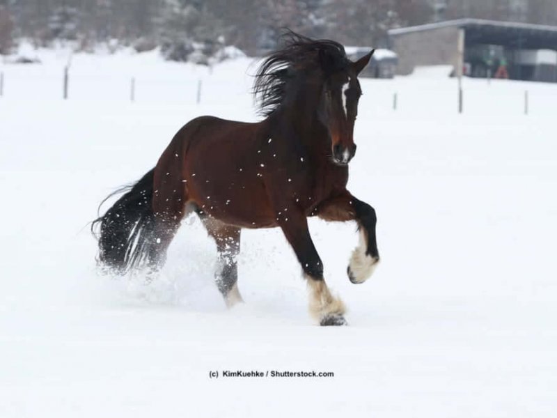 Shire-Horse-Schnee
