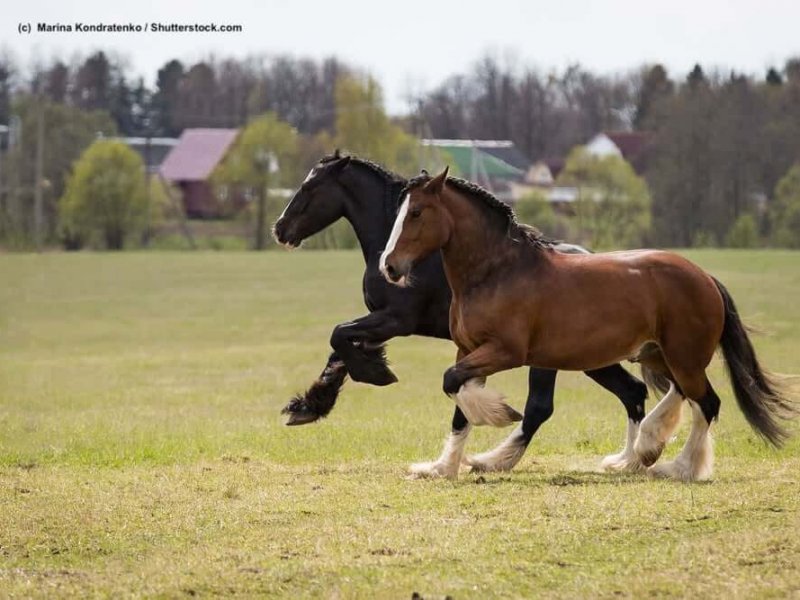 Shire-Horse-Weide
