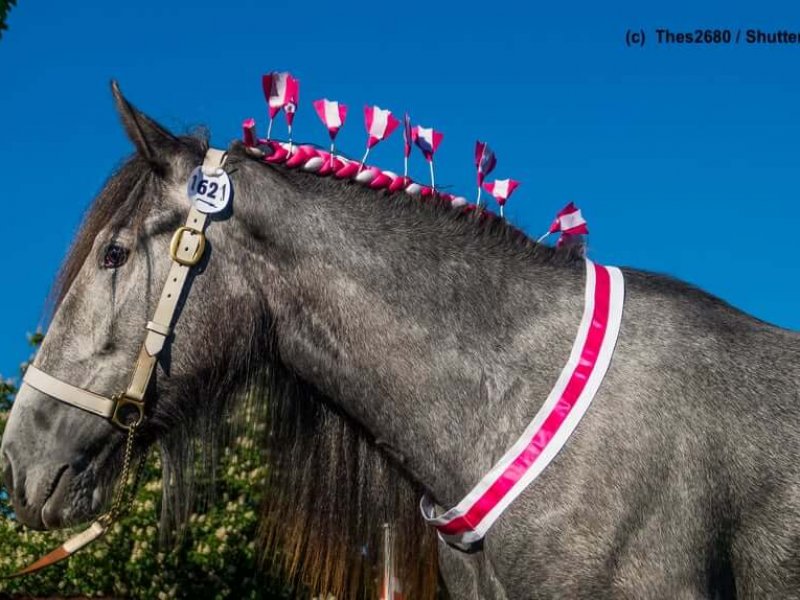 Shire-Horse-geschmueckt-Showpferd