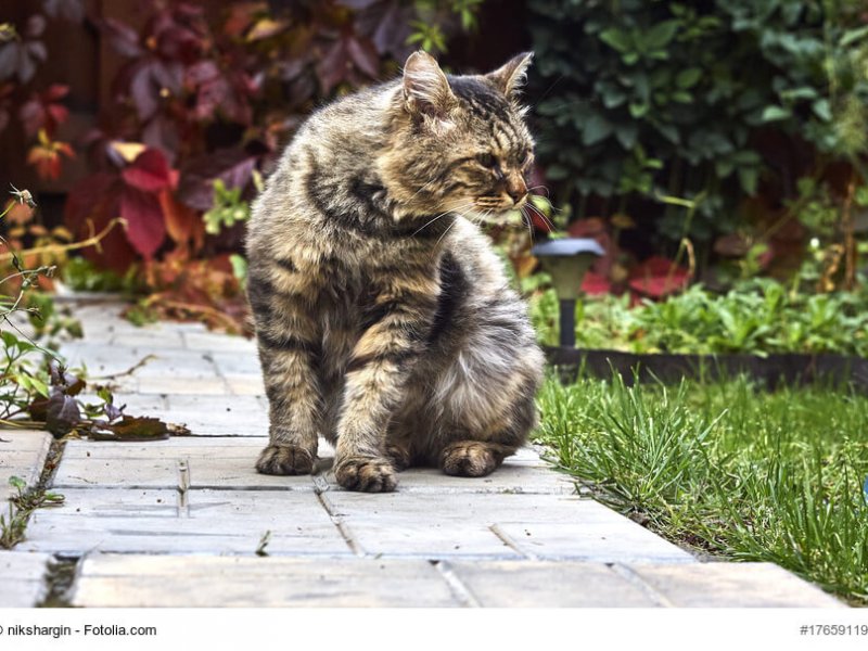 Alte Sibirische Katze