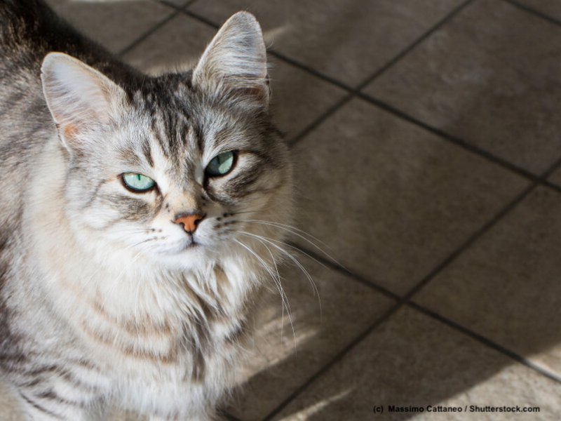 Sibirische-Katze-schaut