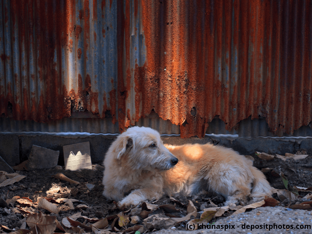 Straßenhunde liegt am Boden