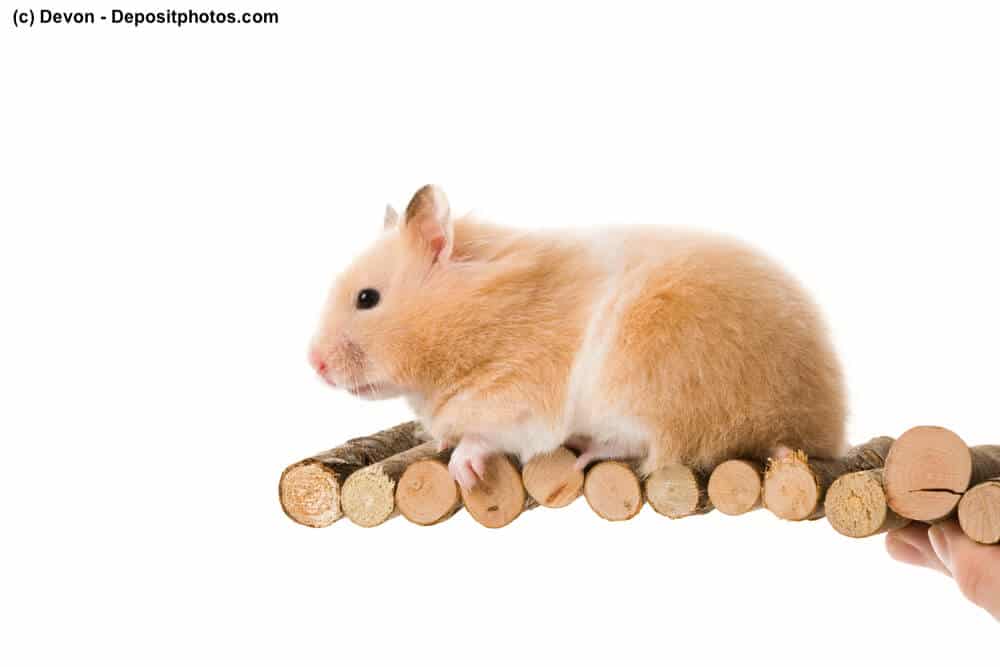 Hamster-Spielzeug