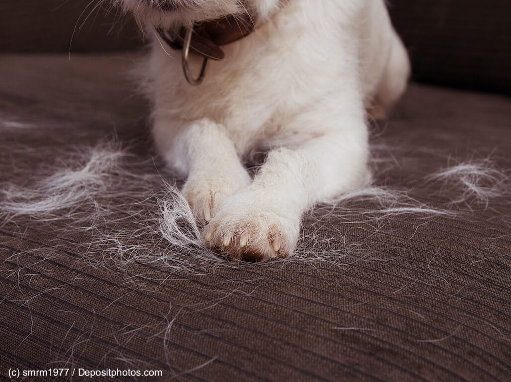 Jack Russel Terrier liegt auf einem braunen Sofa mit Haaren um sich herum