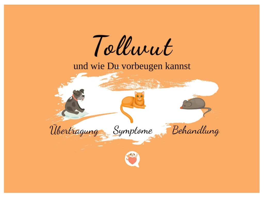 Tollwut Infos, Symptome, Verlauf, Tötung