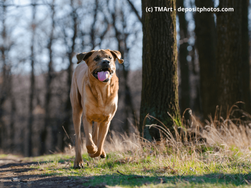 Tosa-Inu-in-Wald-zur-Frühlingszeit