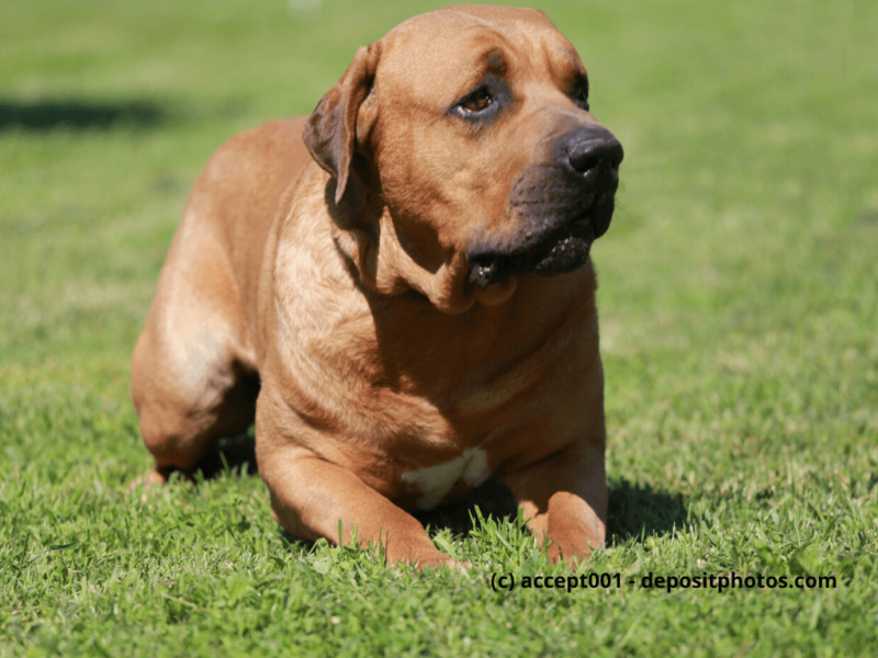 Tosa-Inu-liegt-im-grünen-Gras