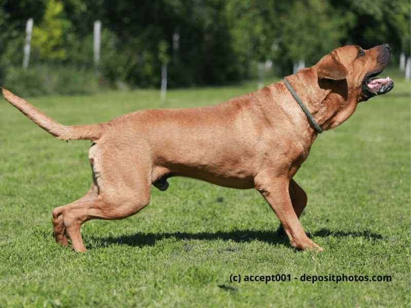 Tosa-Inu-steht-im-Grünen