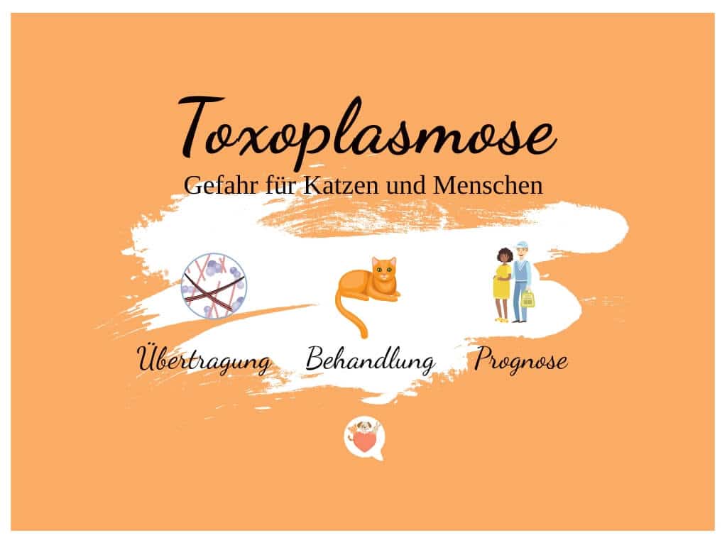 Toxoplasmose