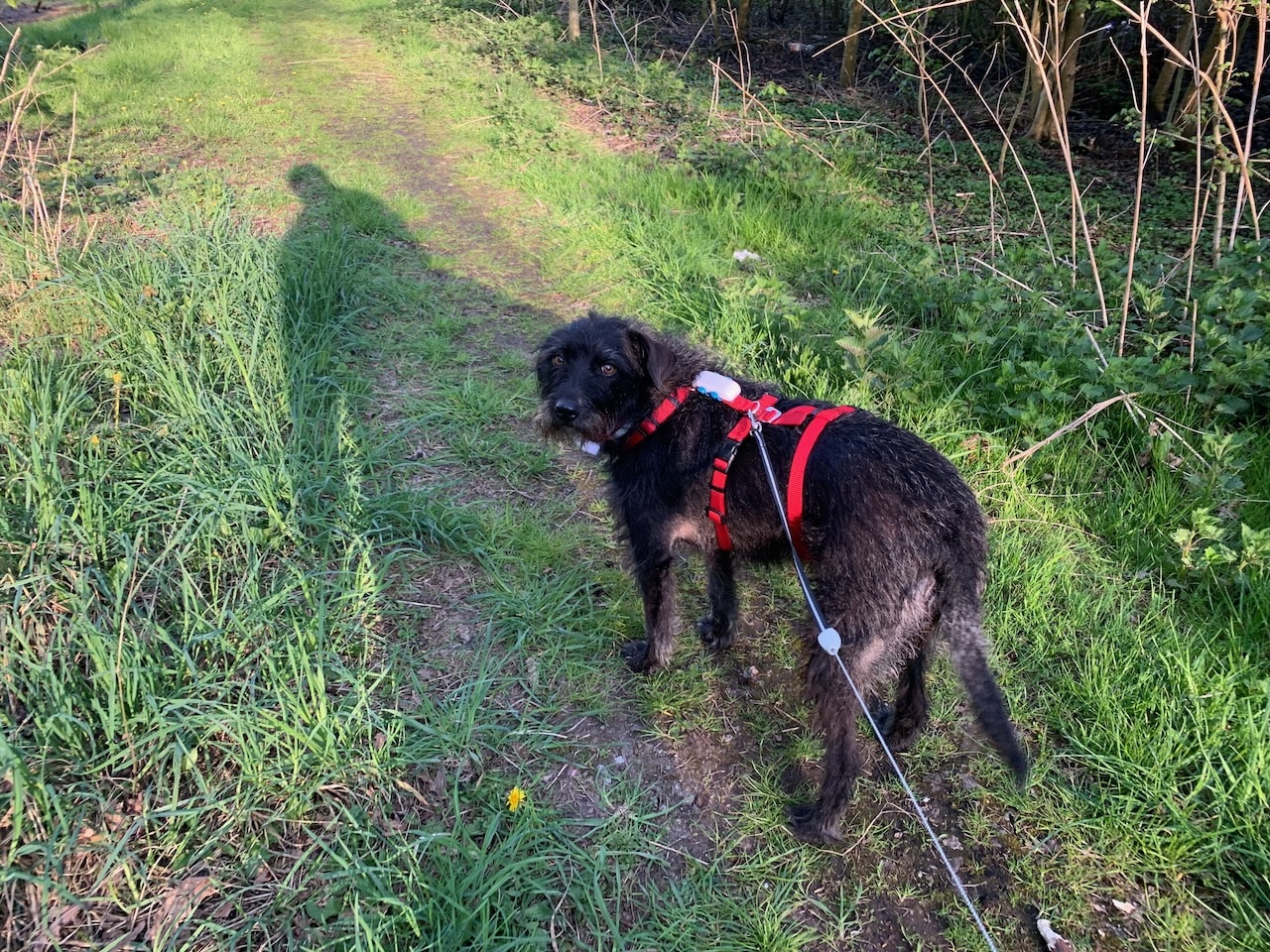 Der Tracker von tractive lässt sich einfach im Geschirr befestigen und stört dort Pepper gar nicht mehr.