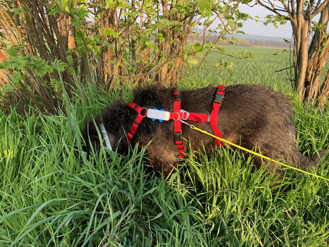 GPS-Tracker DOG 4 von tractive im Test durch Hündin Pepper und Frauchen Stefanie