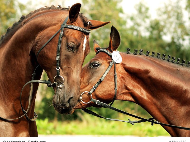 couple of trakehner stallion
