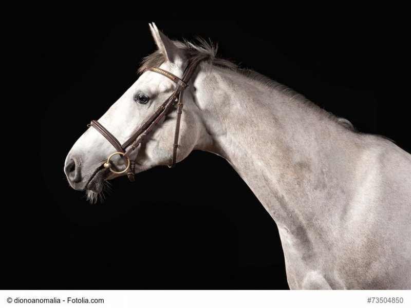 Horse. Portrait of Trakehner gray color on dark background